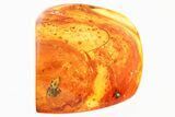 Detailed Fossil Spider (Salticidae & Oonopidae) In Baltic Amber #335561-2